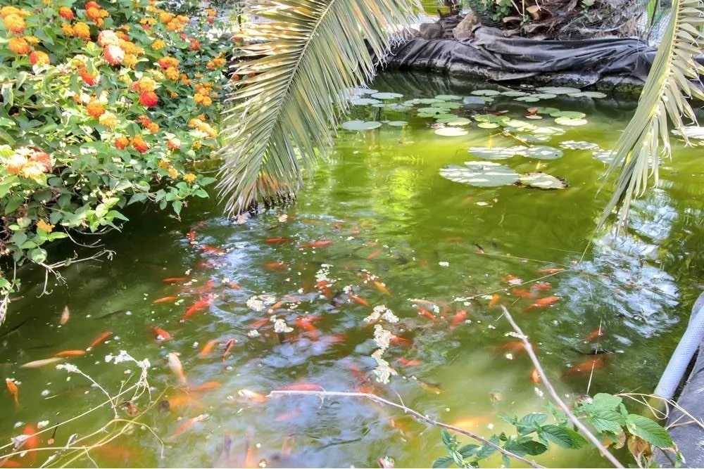 Fish pond